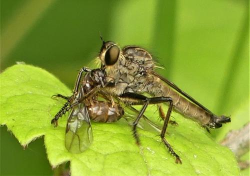 Réf. 285 358 : Lasius sp.